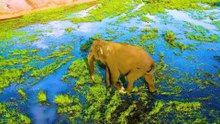 Cool Wild Animals in 12K HDR 12k wildlife animals