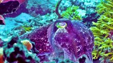 Explore Wildlife in 8K HDR wildlife 8k animals