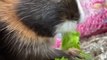 Little Guineapig Makes Squeaky Noises While Munching on Leaf
