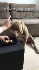 He Waits Patiently For His Snack