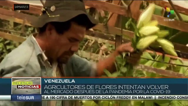 Venezuela: Agricultores de flores incrementan exportaciones en el mercado mundial