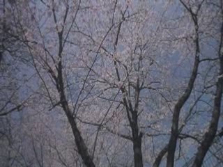 Blue Spring - Aoi Haru