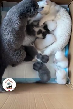 WOW, So Sweet Cat Family Cutest Kitty Cats Videos Compilations #Shorts