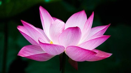 Emprendimiento que rompió el molde y creó una línea cosmética con extractos de flores 