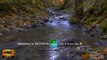 4K HDR Proxy+M  Video - Deep Forest Autumn Creek With Fresh Fallen Leaves - Daily Nature Video