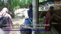 Heboh Wabah Benjolan, Peternak Jual Murah Sapi di Jombang