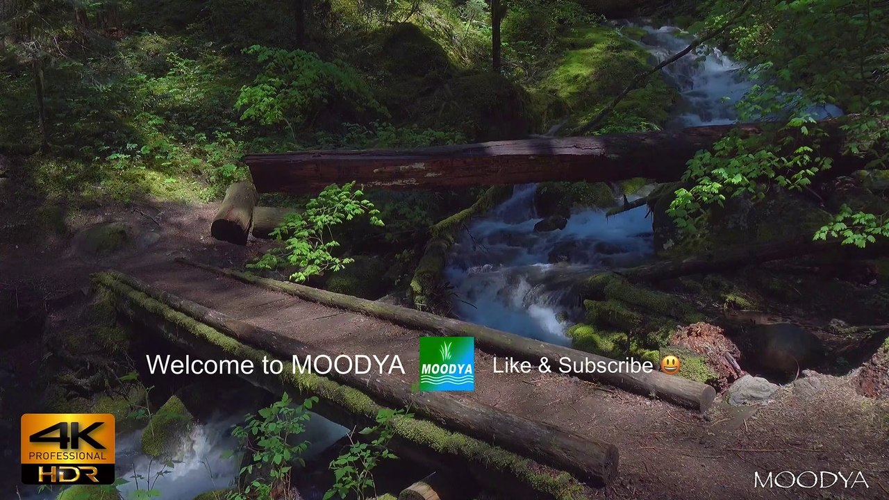 4K HDR Proxy+M Nature - Nomadic Journey at the Northern Pines Trail Bridge  - Daily Nature Reprieve