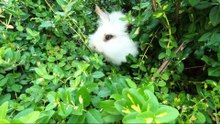 Funny Rabbit Videos Compilation 2023