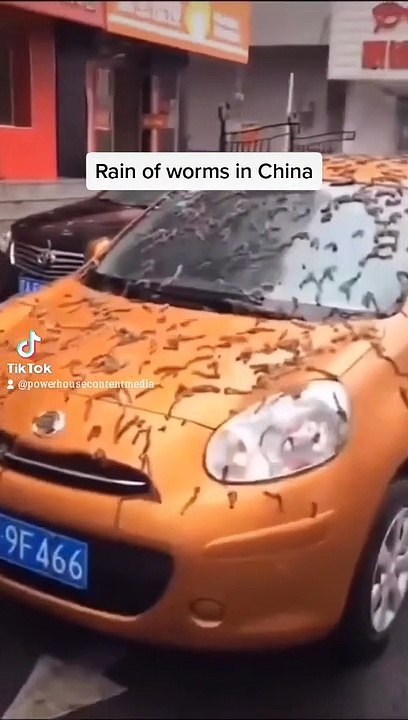 It rains worm in China