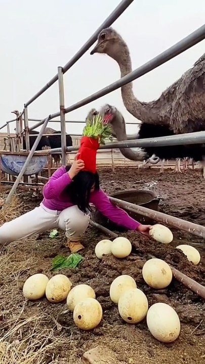 Funny animals complition part#2