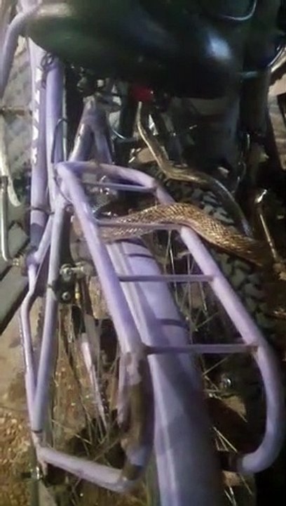 serpiente-san-rafael