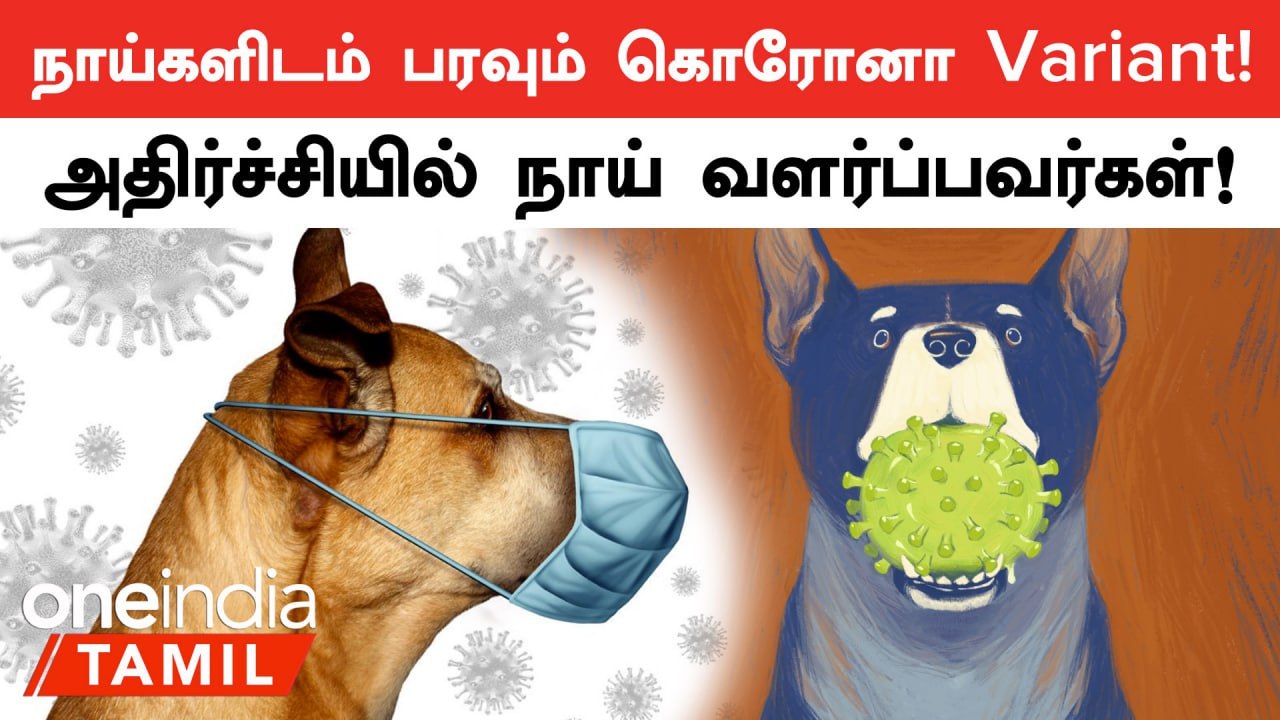 நாய்கள் மத்தியில் silentஆக பரவும் கொரோனா!
