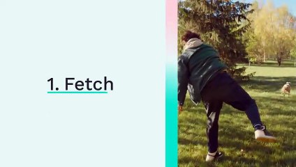 Dogs Tail - 5 Summertime Games to Play with Your Dog