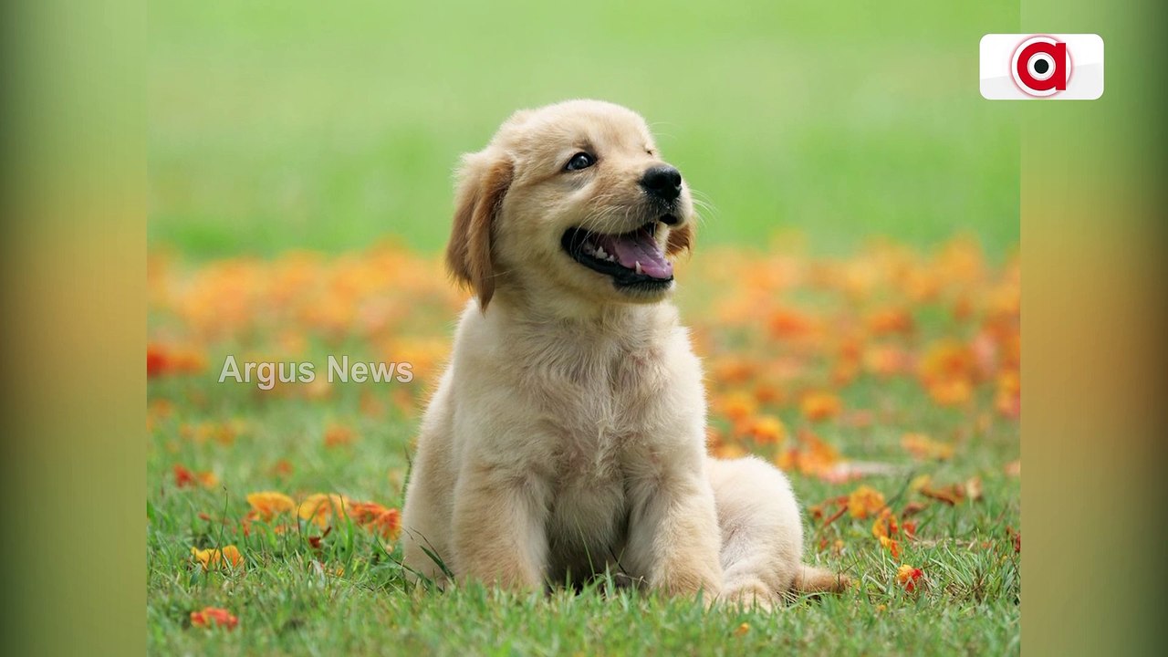 Dog Reacts After Hearing Pet Mom’s Voice Over Phone, Video Viral