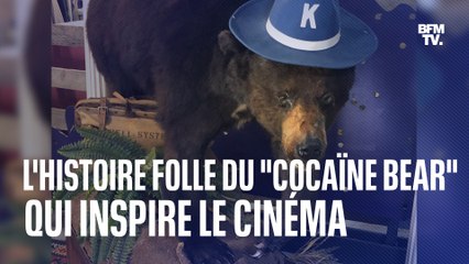 L'histoire folle du "Cocaïne Bear", l'ours qui inspire le cinéma américain