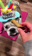 Happy Birthday Coco The Bulldog