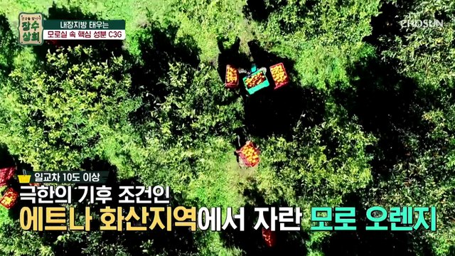 몸속 내장지방을 태우는 『 모로실의 핵심 성분인 C3G 』 TV CHOSUN 20230315 방송