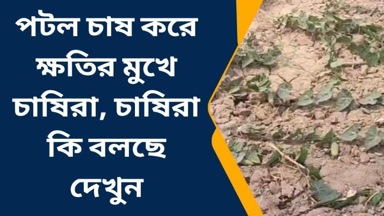 হরিহরপাড়া: পটল চাষ করে ক্ষতির মুখে চাষিরা, চাষিরা কি বলছে দেখুন