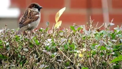 House Sparrow