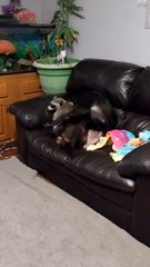 That's A Strange Looking Dog