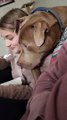 Dog Snuggles Like A Cat