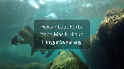 Hewan Laut Purba Yang Masih Hidup Hingga Sekarang