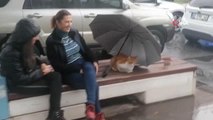 Hayvansever kadından takdir toplayan davranış: Kediyi yağmurdan korumak için şemsiyeyi bırakıp gitti