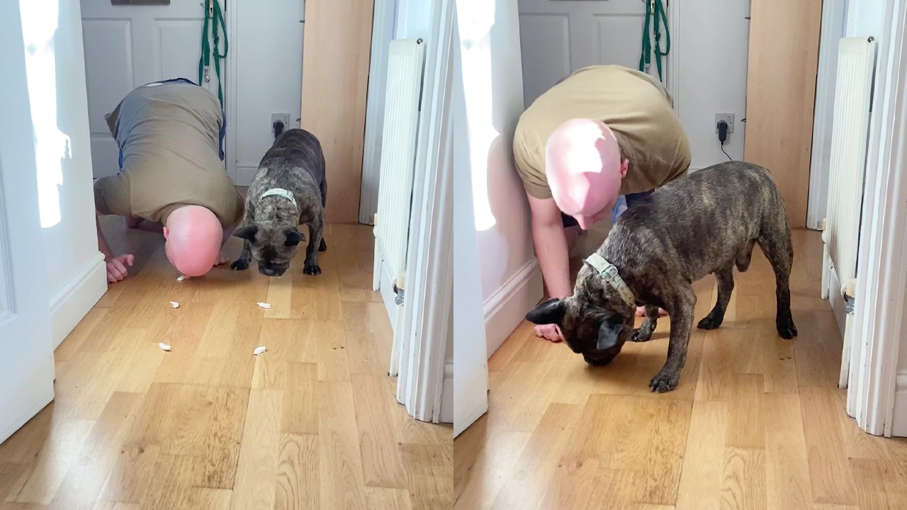 Cute Frenchie celebrates his 'adoptaversary' by defeating dad in an eating race!