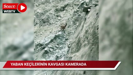 Yaban keçilerinin dövüşü telefon cep telefonuyla görüntülendi