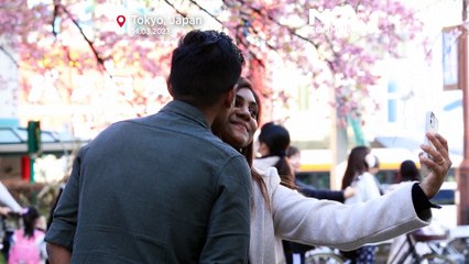 Япония: сакура зацвела раньше обычного