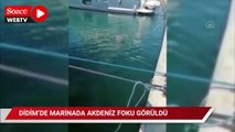 Didim’de Akdeniz foku tekneye çıktı