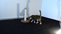 Cat  Gets a New Scratching Post
