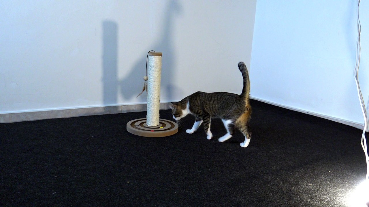 Cat  Gets a New Scratching Post
