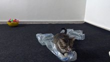 Cat Loves to Play with Wrapping Material
