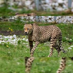 Interesting Facts about Cheetah