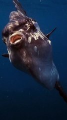 This legendary fish has have inspired myths and legends