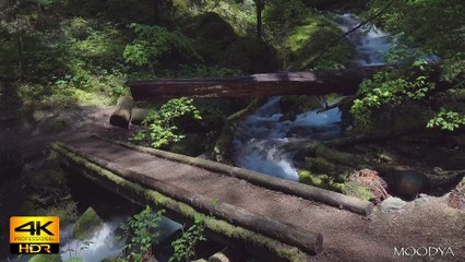 4K HDR Proxy+TV Nature Video - Nomadic Journey at the Northern Pines Trail Bridge  - Daily Nature Reprieve