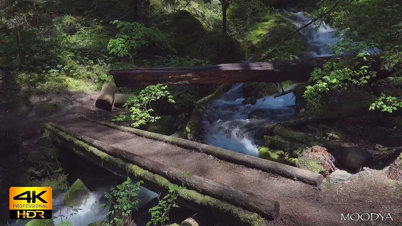 4K HDR Proxy+TV Nature Video - Nomadic Journey at the Northern Pines Trail Bridge  - Daily Nature Reprieve