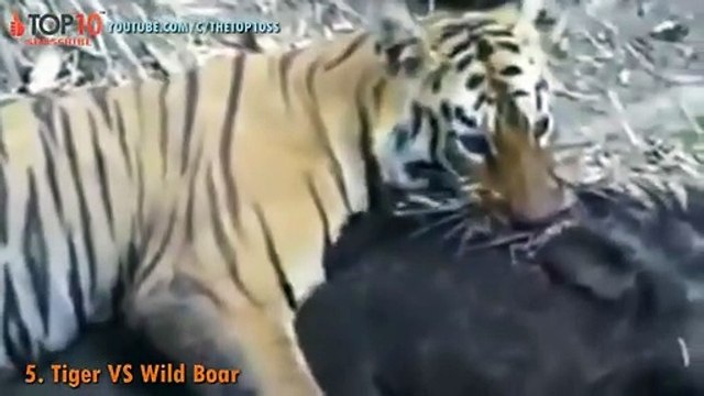THE TOP 10 TOP 10 TIGER ATTACKS Tiger vs Lion, Tiger, Buffalo, Bear, Wild Boar, Python.. (2)