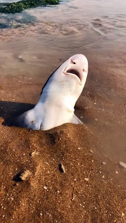 Poor little shark