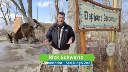 Cancer Is Not As Common in Elephants As It Is in Humans