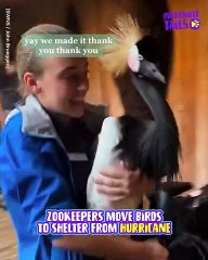 Safe Haven: Birds Seek Refuge in Surprising Place During Storm