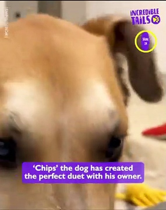 Move Over, American Idol: Meet the Singing Dog Taking the Internet by Storm!