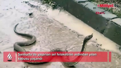 Şanlıurfa'da sel felaketinin ardından yılan kabusu