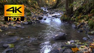 4K Proxy+TV HDR Video - Deep Forest Autumn Creek With Fresh Fallen Leaves - Daily Nature Videos