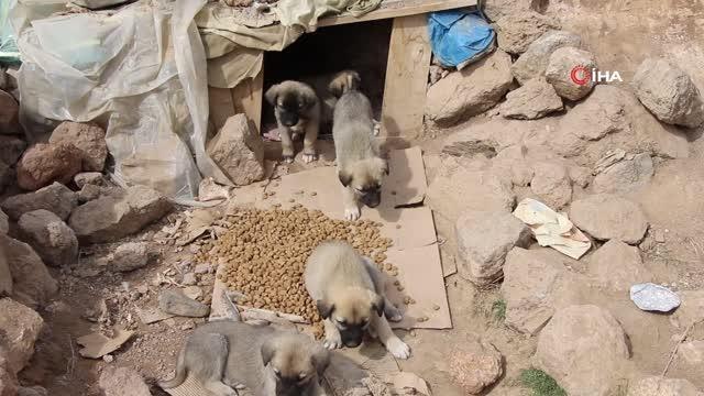 Erciş belediyesi sokak hayvanlarını unutmuyor