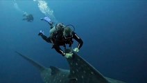 Researchers gently place satellite tracker on gigantic whale shark