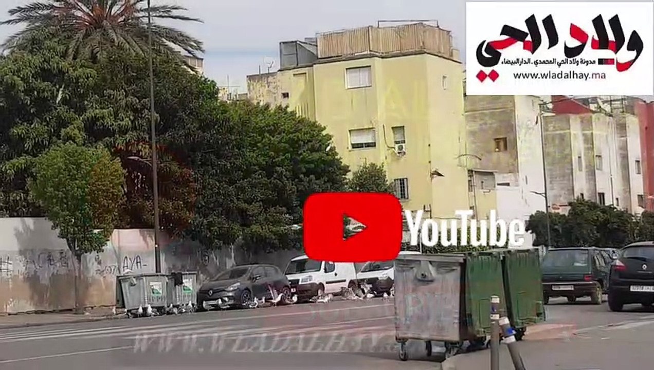 النورس يستعمر شوارع  مدينة الدارالبيضاء