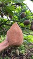 Have you tried this fruit before   Mamey Sapote season just started and is expected to ramp up in a couple....youAvailable at MiamiFruit.org  #mameysapote #sapote #zapote #sawo #mamey #chicofruit #sapota #natureasmr #pouteriasapota