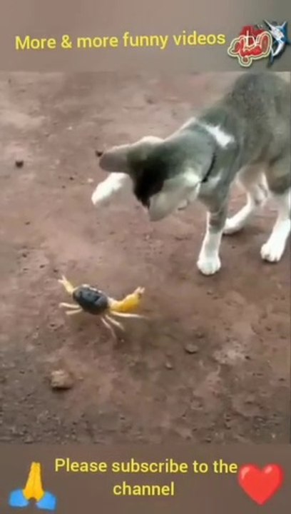 Funniest Animal Videos funny Dogs  and Cats